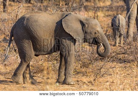 Yount Elephant In The Wild