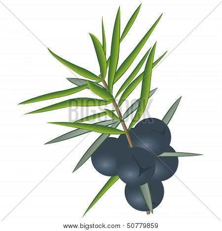 berries of juniper.eps