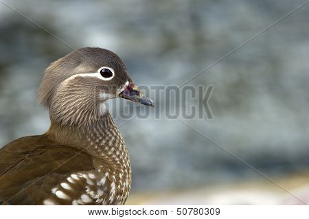 Mandarin Duck (Aix Galericulata), A Closeup Of The Female