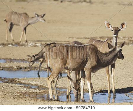 Kudus drinking water