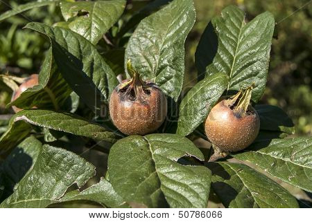Fresh medlar fruit