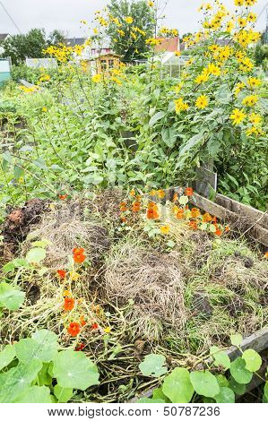 Indian Cress on a Compost Heap