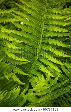 Fresh Green Fern Leaves