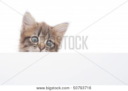 Kitten