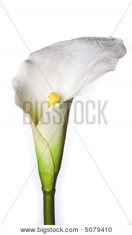 Calla Lilly