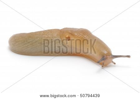 Slug
