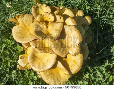 Jack O Lantern Mushroom