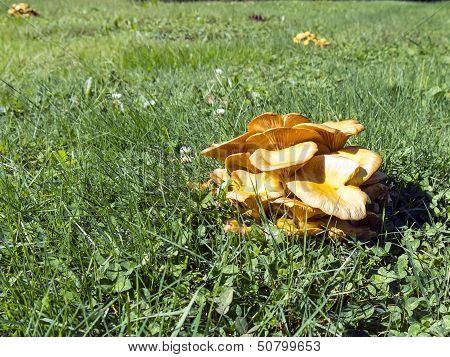 Jack O Lantern Mushroom