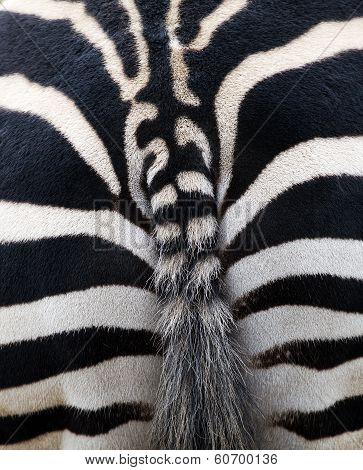 Zebra Stipes