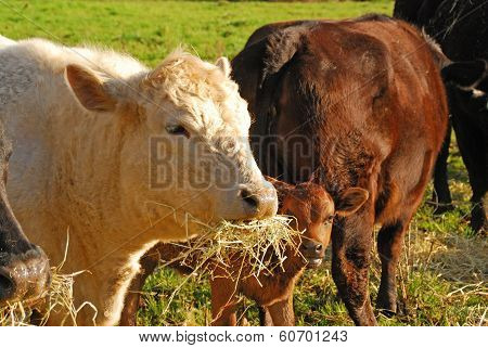 Piedmontese Cross