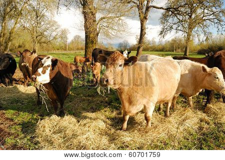 Piedmontese Cross
