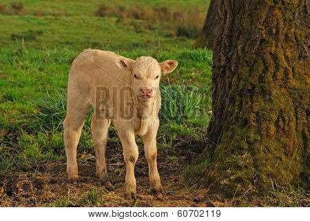 Piedmontese Cross