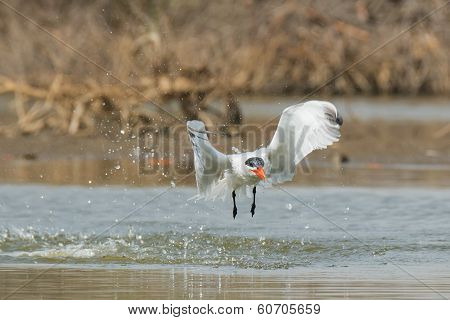 Caspian Tern In Flight After A Dive In The Mangroves