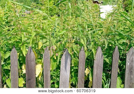 Fence And Nettle