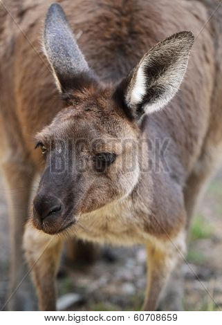 Western Grey Kangaroo