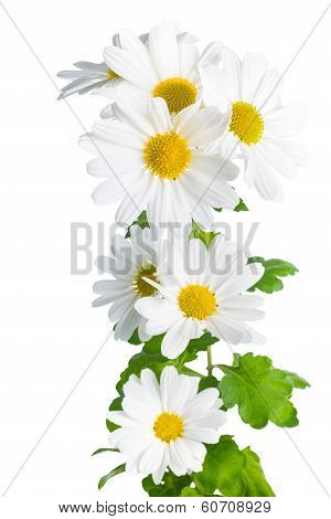 Fresh White Chrysanthemum Like  Chamomiles Is Isolated On White Background