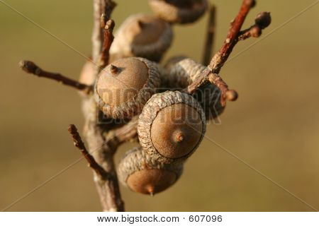 Acorn