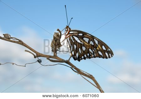 butterfly