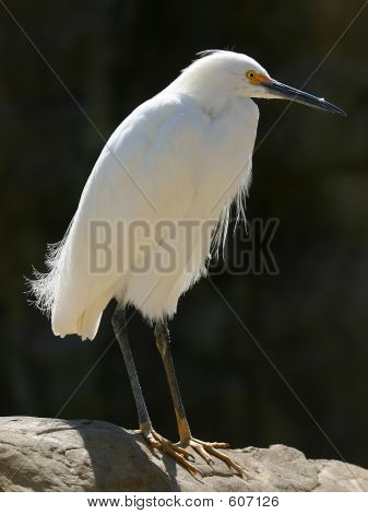 Aigrette