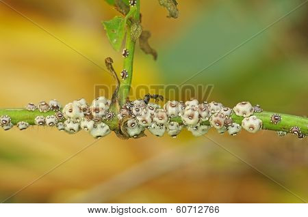 scale insects attack on plant