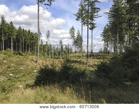 Forest Glade