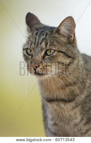 African Wild Cat (felis Silvestris Lybica) Portrait South Africa