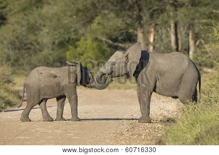 Two African Elephants (loxodonta Africana)  South Africa
