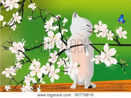 Spring kitten,