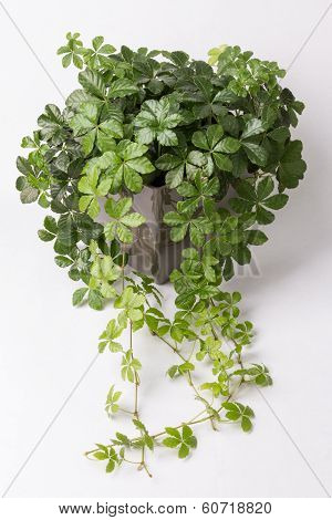 Creeper plant in flower plot