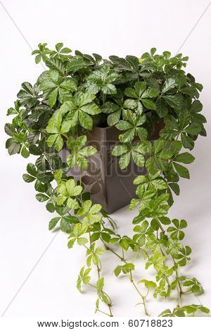 Creeper plant in flower plot flows out of picture