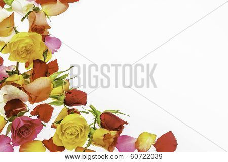 Colorful frame made of rose petals