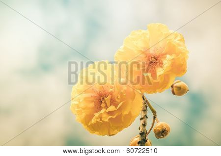 Yellow Silk Cotton Or Cochlospermum Regium