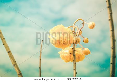 Yellow Silk Cotton Or Cochlospermum Regium