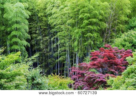 Oil Painting Stylized Green Bamboo And Red Acer