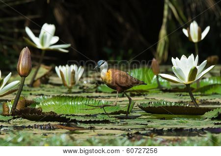African Jacana Walking Across A Lily Pad Strewn Pond
