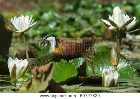 African Jacana Walking Through Lily Pads And White Lilies