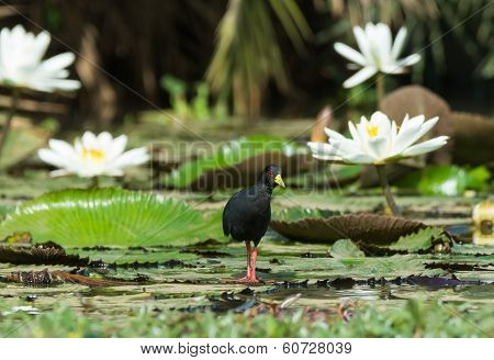 Black Crake Standing Beside Water Lilies