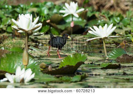 Black Crake Walking On Lily Pads