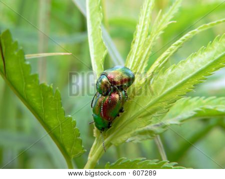 Copulare bug