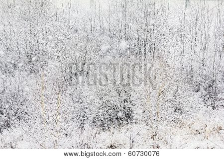 Oil Painting Stylized Photo Of Twigs And Branches Covered With Snow