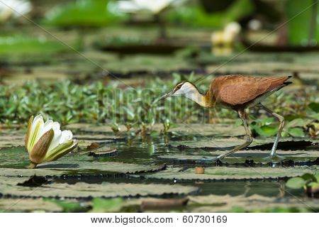 Young African Jacana Walking On Lily Pads
