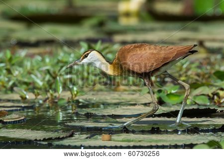 Young African Jacana Walking On Lily Pads