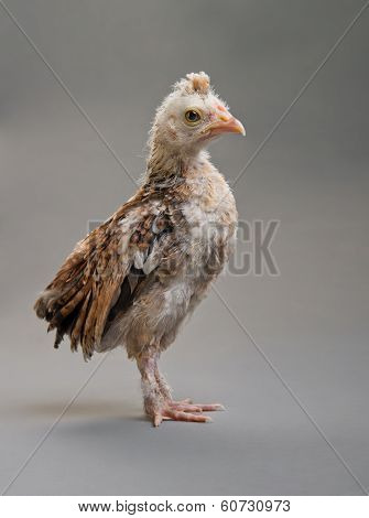 Nestling