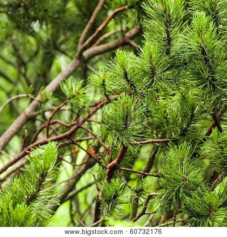 Branch Of Needles Pine