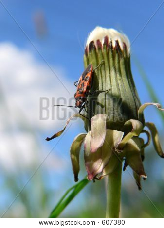Bug