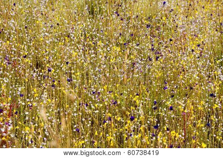 Eriocaulon Smitinandii Mold.flower (eriocaulaceae) Among Yellow  Grass