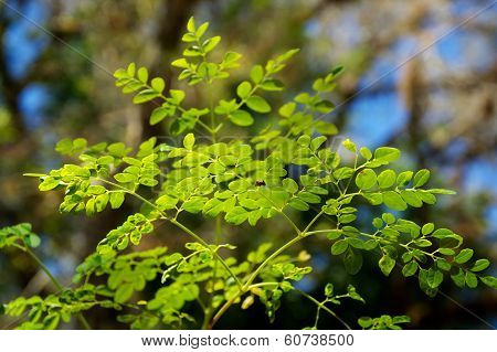 Young Moringa Tree Leaves