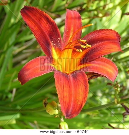 Hemerocallis