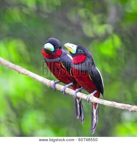 Black-and-red Broadbill
