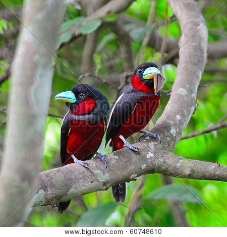 Black-and-red Broadbill